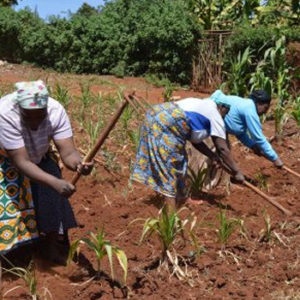 Grandmas Field Kitchens - a gift that ensures impoverished Kenyan grandmas receive a nutritious meal a day