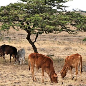 Planting Trees to Stop Erosion