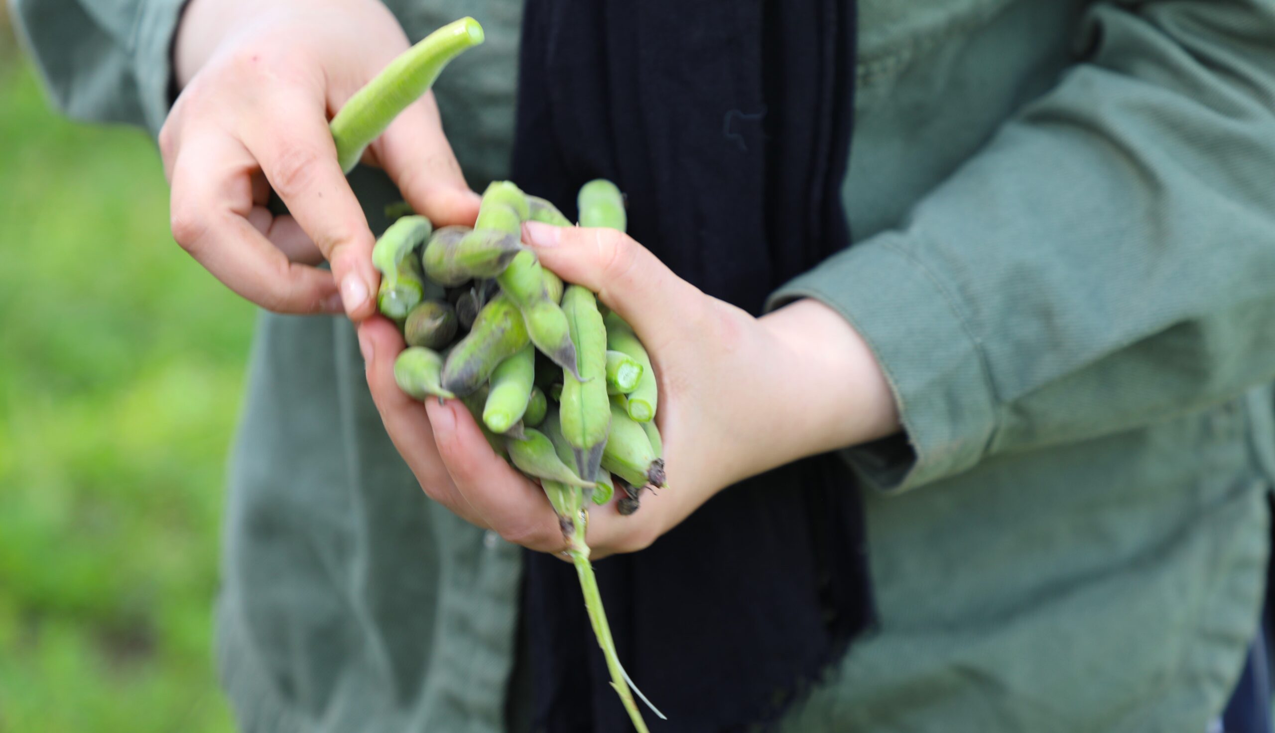Helping to Gather Beans for Lunch